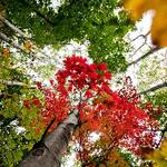 GVSU Career Center and Treetops Collective Create Online Resources for New American Women